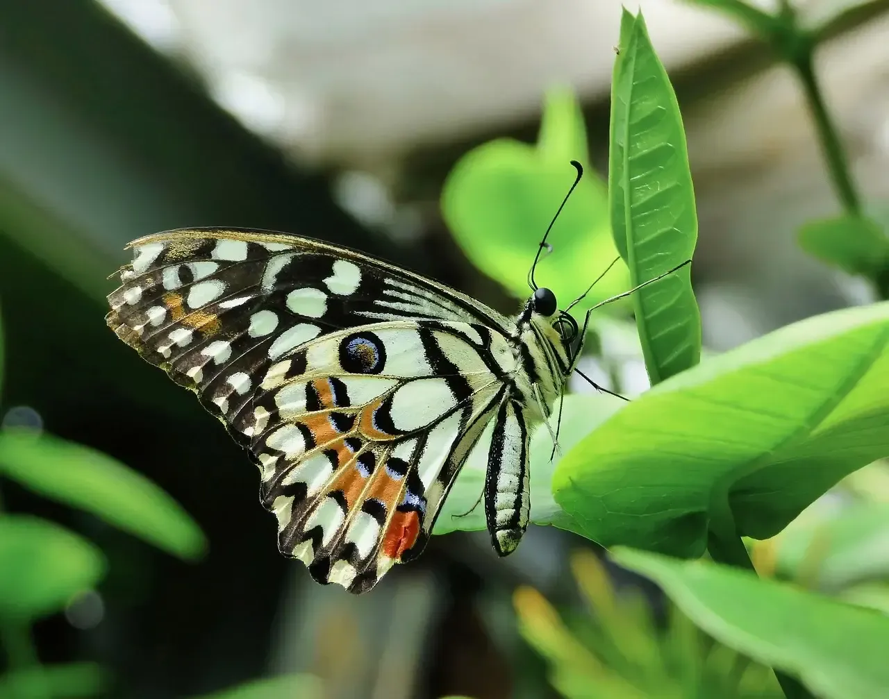 Butterfly World Antalya Tickets & Transfer